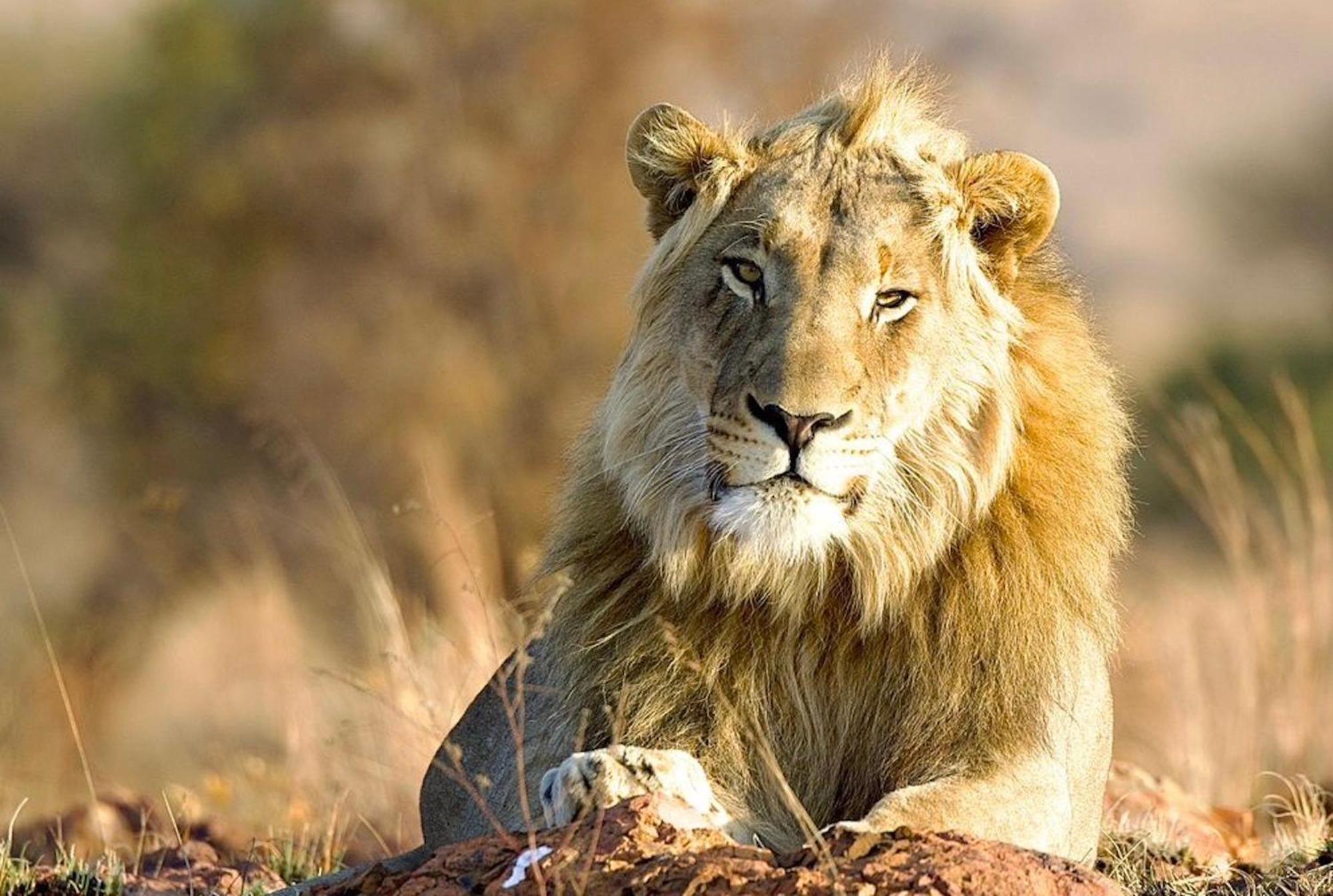 Out In Africa Wildlife Lodge Hammanskraal Luaran gambar