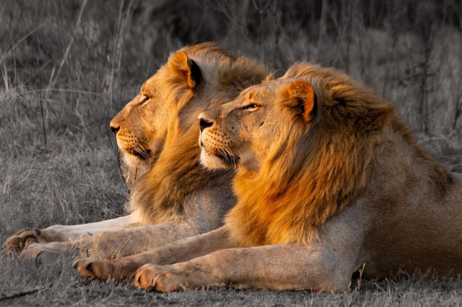 Out In Africa Wildlife Lodge Hammanskraal Luaran gambar